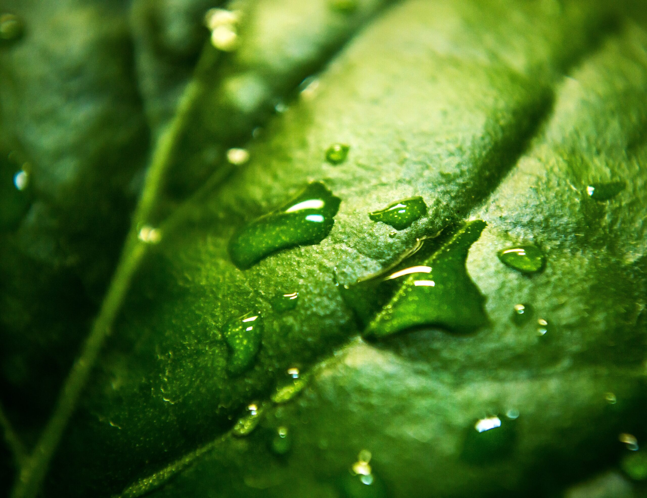 Zbiorniki na deszczówkę – dlaczego warto zainwestować w ekologiczne rozwiązanie?